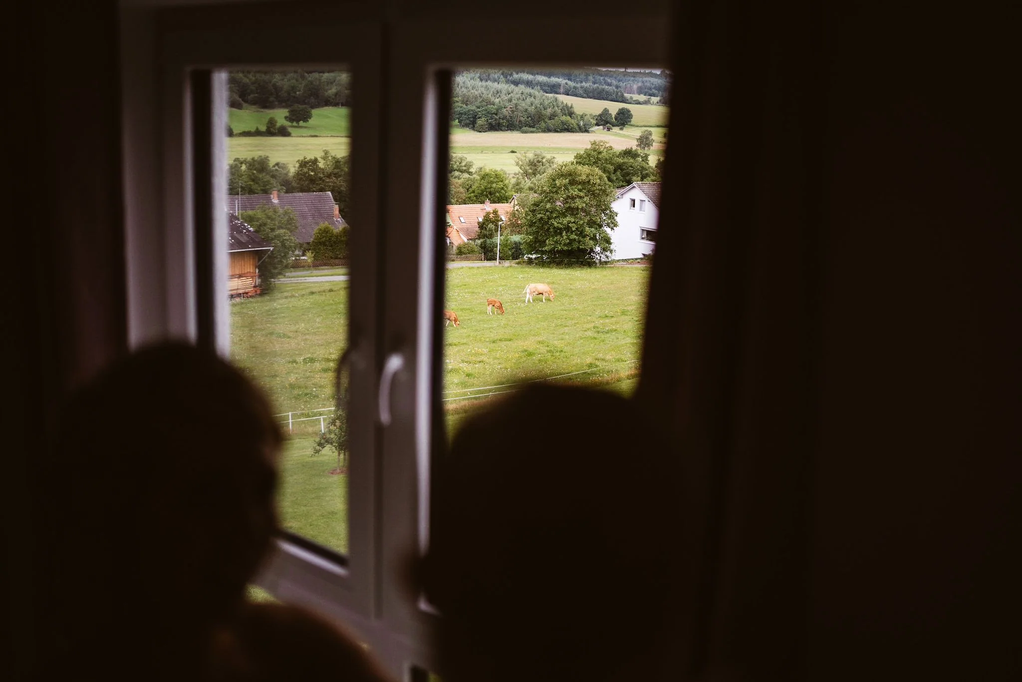 Blick vom Fenster auf die Kühe