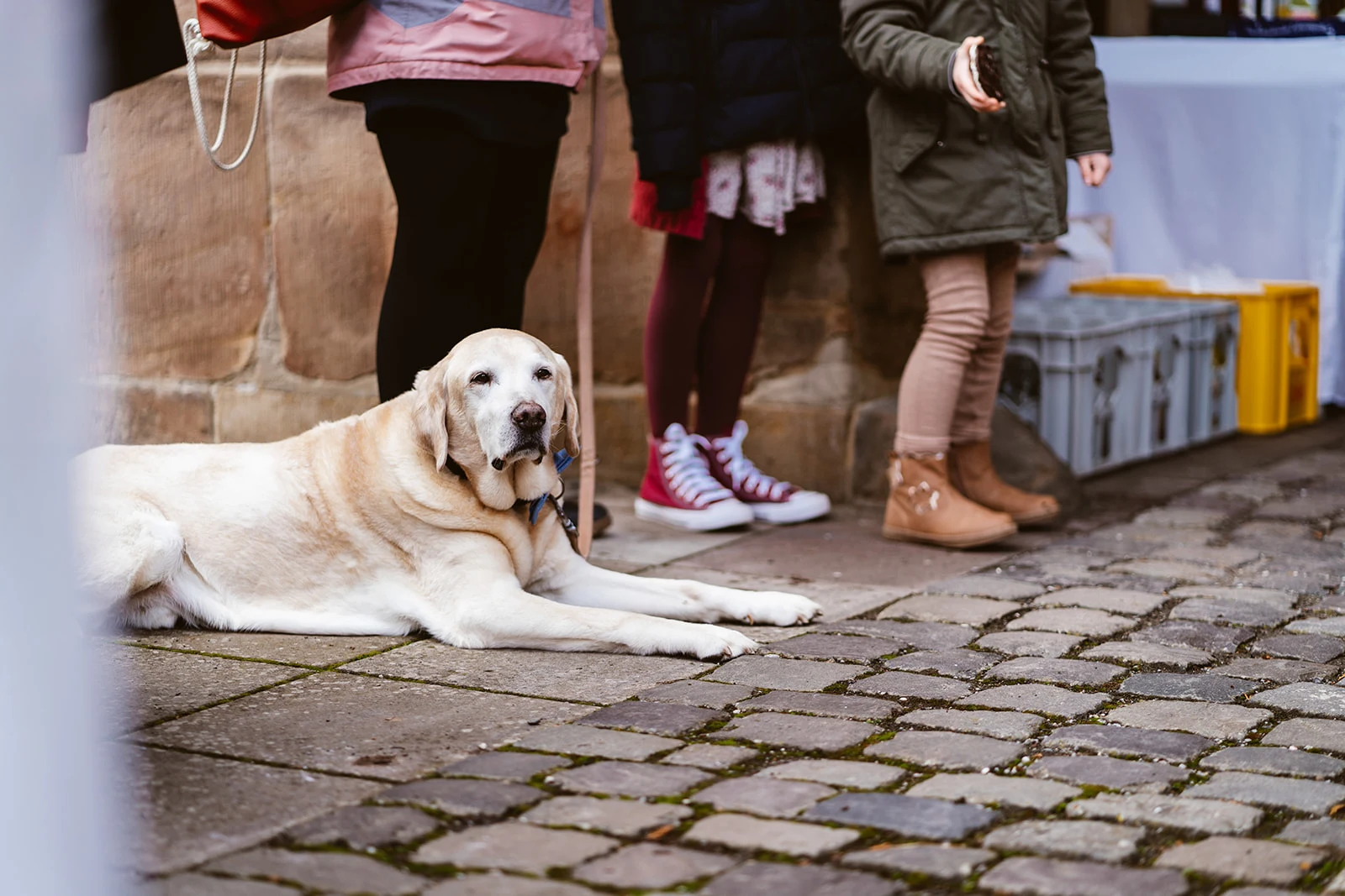Der Hund ruht zwischen den Gästen auf dem Pflaster