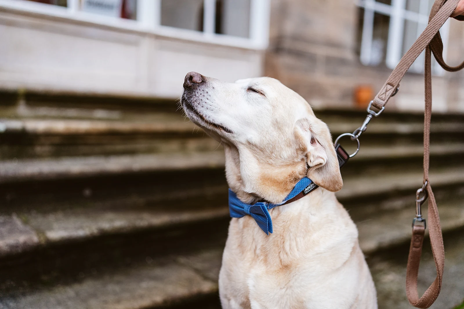 Ein Hund wartet vor dem Schloss