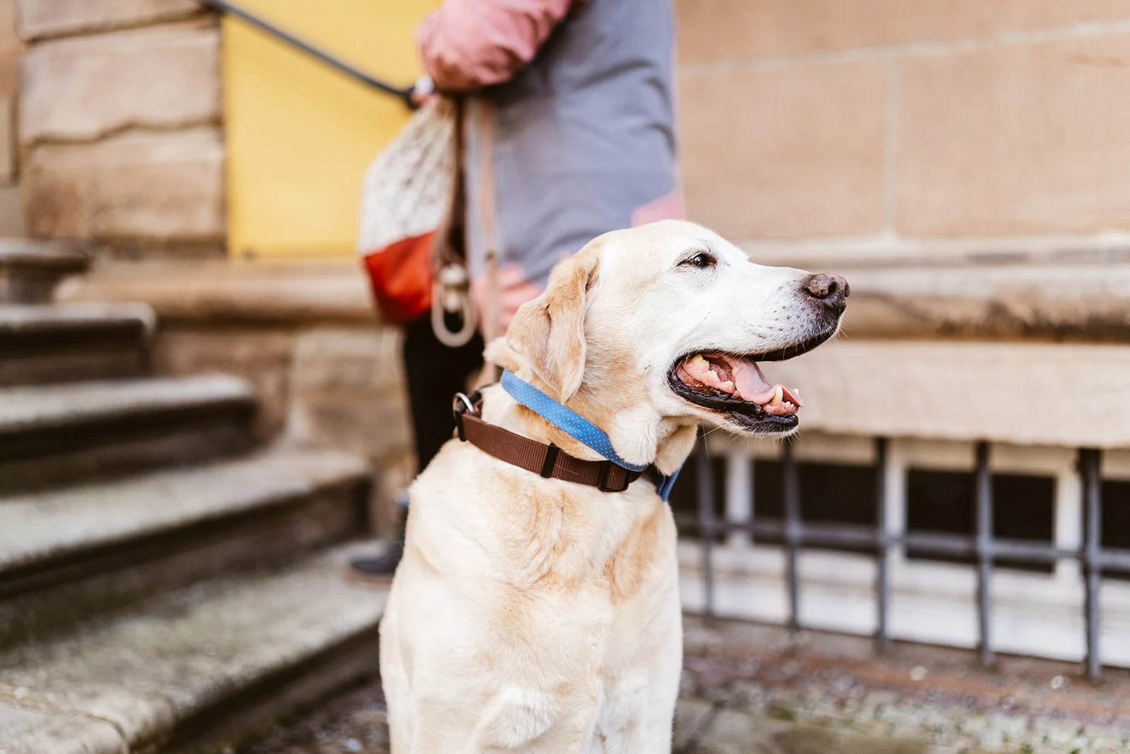 Der Hund beobachtet die Hochzeitsgesellschaft